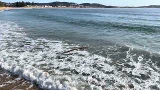 Log surfing at Terrigal Beach Incoming tide [upl. by Sissy]