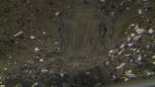 Un poisson au sang transparent dans un aquarium de Tokyo [upl. by Teriann]