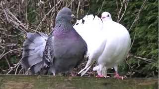 Fantail pigeon and fantail dove kissing [upl. by Eniluap885]