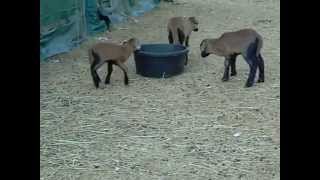 Barbados Blackbelly lambs [upl. by Krasnoff]