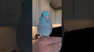 He did his best ☺️ parrot birds bird parrotlet baby [upl. by Onitsuj]