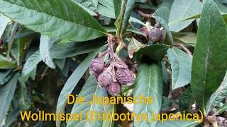 Die Japanische Wollmispel Eriobotrya japonica Mispero Nespolo Nispero Loquat Biwa Pipa [upl. by Irfan552]