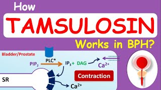 How Tamsulosin Flomax works in BPH [upl. by Pritchett]