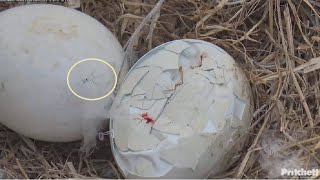 SWFL Eagles  BOTH EGGS HATCHING SIMULTANEOUSLY Progress From Overnight To Morning 123023 [upl. by Alicsirp674]