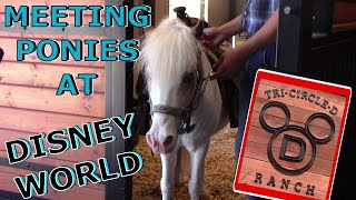 Visiting Disneys TriCircleD Ranch Fun things to do when youre NOT in Disney Parks [upl. by Eimyaj]