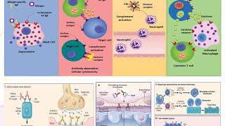 Autoimmunity  Prof Youssef Mosaad [upl. by Yrian568]