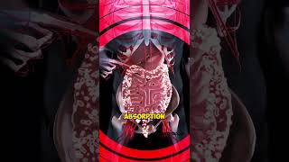 Virus vs Bacteria  What Is The Difference shorts [upl. by Zolner]