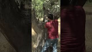 The cork oak forests in Portugal have been protected under law for over 800 years harvest [upl. by Maxa466]