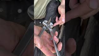 Chestnut trimming asmr farrier horsecare equestrian asmr foryou [upl. by Nevak]