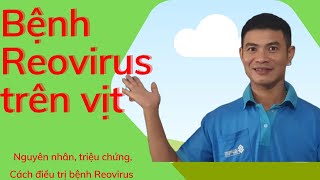 Bệnh Reovirus trên vịt [upl. by Noffets713]