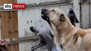 Special Report  How dangerous dogs are dealt with in the UK [upl. by Alimrahs569]