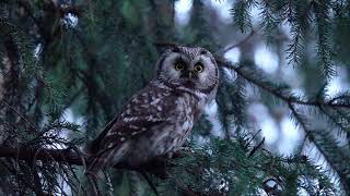 🇬🇧 Boreal owl  🇫🇮 Helmipöllö  🇫🇷 Chouette de Tengmalm Aegolius funereus [upl. by Annua456]