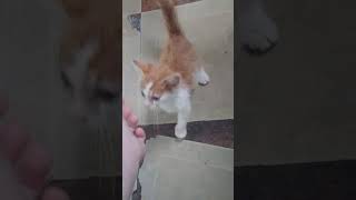 StrayKitty Likeamp Subscribe KittyGinger [upl. by Navonod]