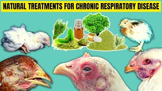 4 BEST NATURAL TREATMENTS FOR THE CHRONIC RESPIRATORY DISEASE CRD IN CHICKEN [upl. by Ravens]