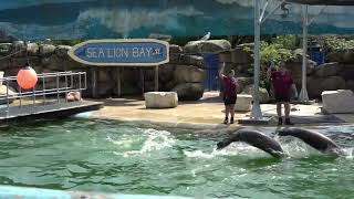 Chessington August 2024 Sealion show [upl. by Xirdnek]