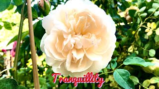 David Austin Tranquillity  English Rose Shrub [upl. by Carolus684]