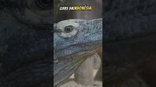 quotDragões de Komodo Os Gigantes do Mundo Animalquot komodo répteis [upl. by Eelsel]