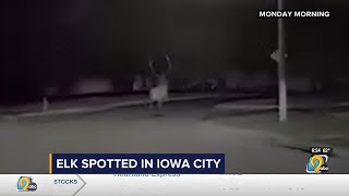 Johnson County Sheriffs Office Deputy Captures Elk on Dash Cam [upl. by Vincenta]