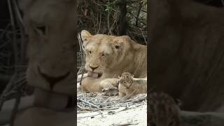 lioness love for cubs baby lion shorts [upl. by Leith782]