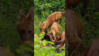 Mudumalai to Bandipur Forest Wild dogs hunting mudumalai masinagudi bandipur kabini ooty [upl. by Ahsieni328]