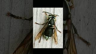 BaldFaced Hornet Dolichovespula maculata in Wasp Family Vespidae  Observed in Description [upl. by Nnazus]