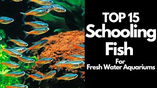 The 15 BEST Schooling Fish For Freshwater Aquariums 🐟 [upl. by Rosenberger]