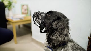 Muzzle Training Your Dog  The Battersea Way [upl. by Piers262]