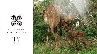 Nyala Gives Birth  Londolozi TV [upl. by Aigroeg]