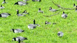 So Many Barnacle Geese Explore Their Mesmerizing World [upl. by Celinka]