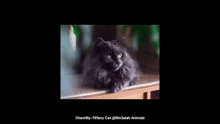 ChantillyTiffany Cat Bin3aiah Animals [upl. by Higginbotham]