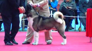 quotPerros en acciónquot Exposición N° 234 Federación Cinológica Argentina [upl. by Moria]