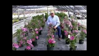 How To Prune Clematis Large Flowering Hybrids [upl. by Jovita105]