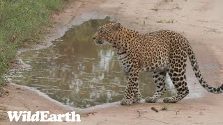 WildEarth  Sunset Safari  16 December 2023 [upl. by Novat]