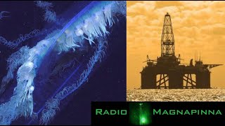 Giant Siphonophore Discovered Gulf of Mexico Pollution  Radio Magnapinna [upl. by Hanikas]