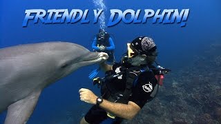 Friendly Bottlenosed Dolphin  JONATHAN BIRDS BLUE WORLD [upl. by Letnom713]