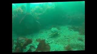 Huge Lingcod amp Fast Crab in Puget Sound WA [upl. by Ynattirb]