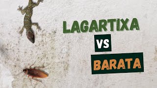 LAGARTIXA CAÇA BARATA  JOGOS PARA GATOS [upl. by Girard]