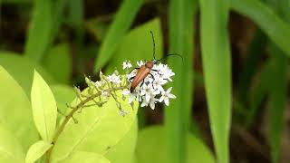 Red Longhorn Beetle Eats Pollen of Gooseneck Loosestrife Flower [upl. by Yrroc]