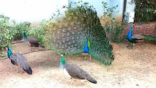 Peacock Dance Display  Peacocks Opening Feathers [upl. by Adnaral]