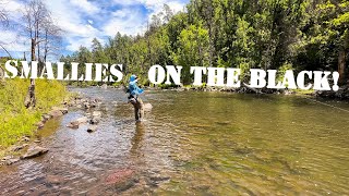 Epic Smallmouth Bass Fishing on Arizona’s Black River [upl. by Kilmarx]