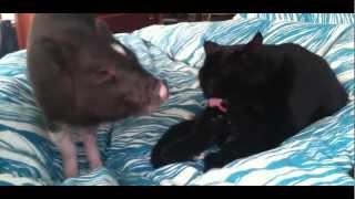 Piggy Tales 03 Mini Pot Belly Pig Funny Mr Ebenezer [upl. by Ahsiral251]