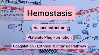 Hemostasis  Vasoconstriction  Platelets Plug Formation  Coagulation [upl. by Willette]