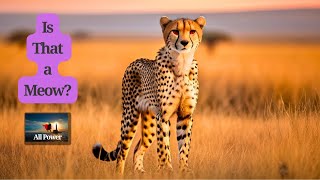 Surprising Facts Cheetahs Can Meow Like Cats [upl. by Ameen]