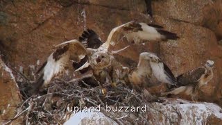 upland buzzard  Buzzard Hunting Pika Gobi Desert [upl. by Odom677]