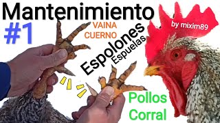 QUITAR ESPOLONES Pollos de Corral Mantenimiento Espolón o Espuelas by mixim89 [upl. by Weinstock]