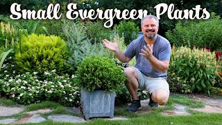 50 Plus Small Evergreen Shrubs for the Garden  Small Foundation Plants [upl. by Durrell]