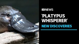 Meet the Tasmanian platypus whisperer whose citizen science is surprising the experts  ABC News [upl. by Gnaht]