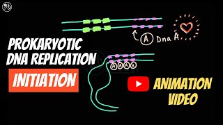 Prokaryotic DNA replication  Initiation [upl. by Gosney]