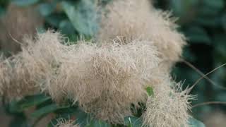 Cotinus coggygria  Smoke Tree Smokebush [upl. by Doowyah]