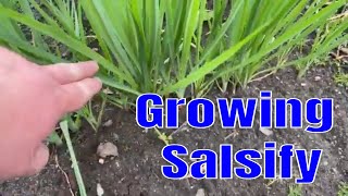 Growing Salsify [upl. by Notsua]